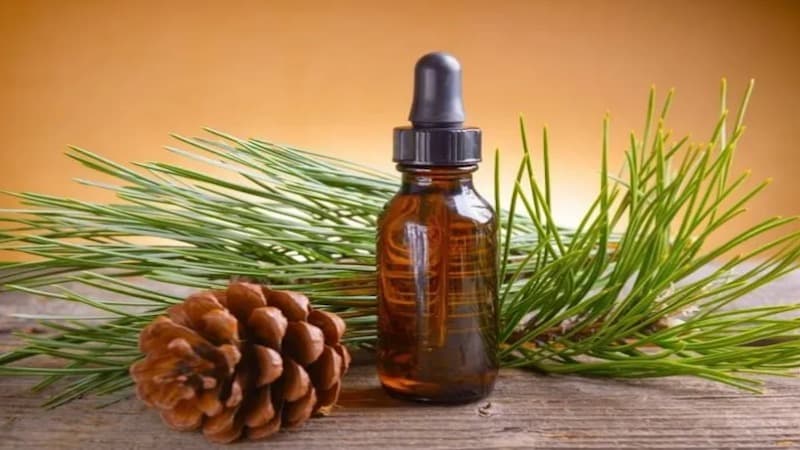 những ai không nên uống tinh dầu thông đỏ