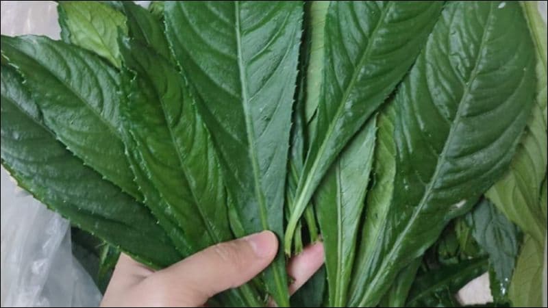 ăn lá xương sông có mất sữa không