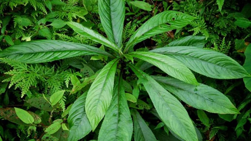 Ăn lá xương sông có mất sữa không?