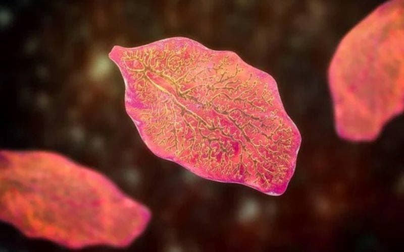 áp xe gan do sán lá gan lớn