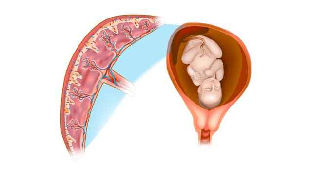 Bánh nhau dày 6-7cm có bất thường?