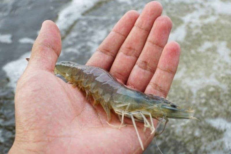 bị zona ăn tôm được không