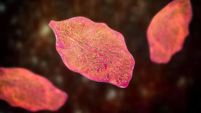 Vòng đời, chu trình phát triển của sán lá gan lớn