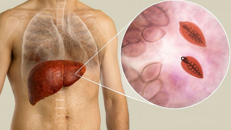 chu trình phát triển của sán lá gan lớn