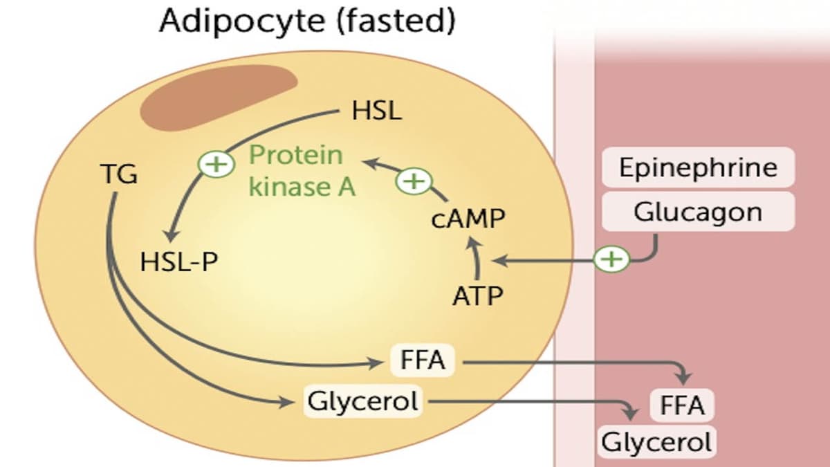 Chuyển hóa mỡ thành năng lượng như thế nào?