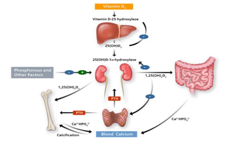 chuyển hóa vitamin d