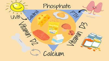 Chuyển hóa vitamin D diễn ra thế nào?