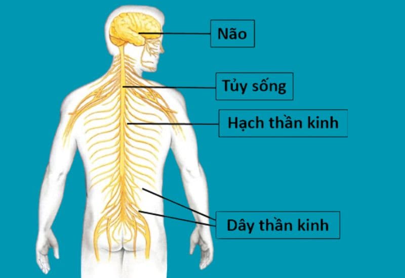 có nên cắt hạch thần kinh giao cảm