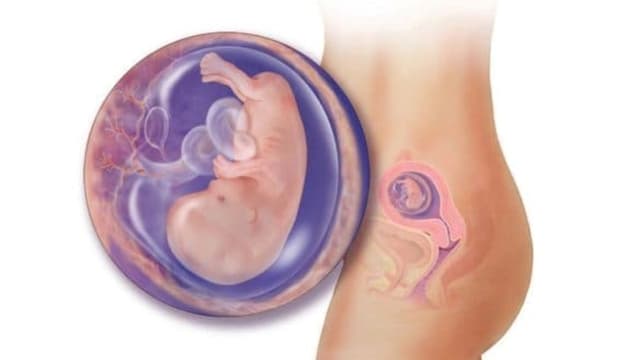 Chỉ số đường kính lưỡng đỉnh theo tuổi thai