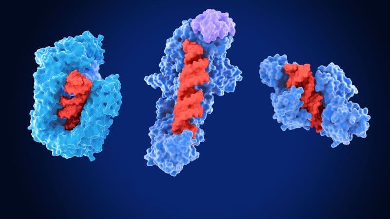 vai trò của enzyme trong quá trình chuyển hóa