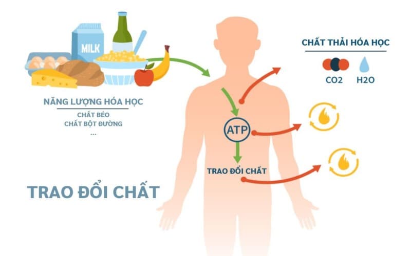 rối loạn chuyển hóa gây béo phì