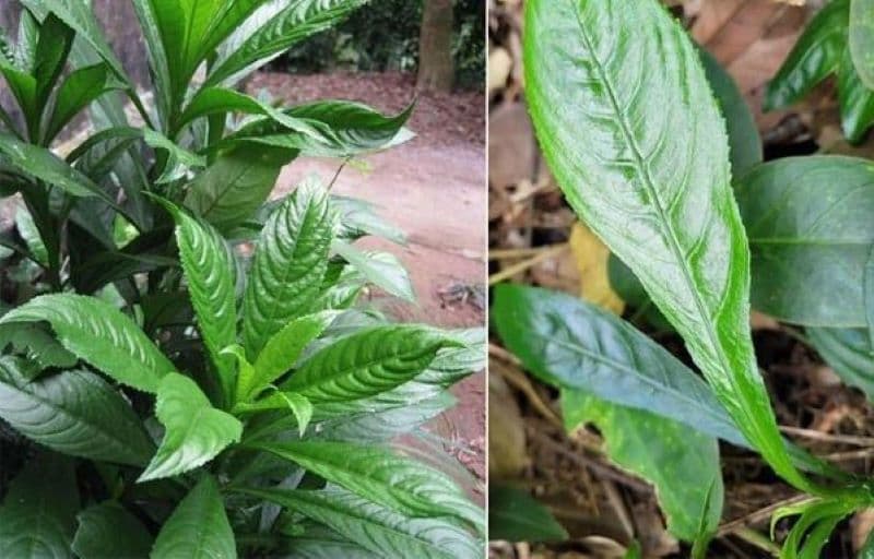 ăn lá xương sông có mất sữa không