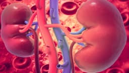 Mất 2 quả thận có sống được không và sống bao lâu?