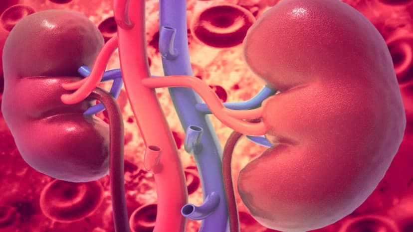 Mất 2 quả thận có sống được không và sống bao lâu?