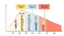 Mật độ xương theo độ tuổi ở nam và nữ biến đổi ra sao?