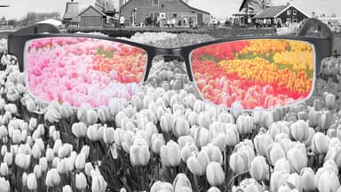 Mù màu xanh đỏ là gì?