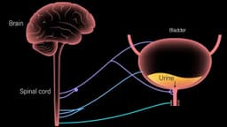 Phác đồ điều trị bàng quang thần kinh