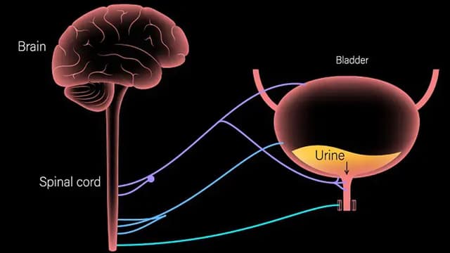 Phác đồ điều trị bàng quang thần kinh