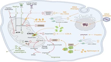 Rối loạn chuyển hóa citrin là gì? Có nguy hiểm không?