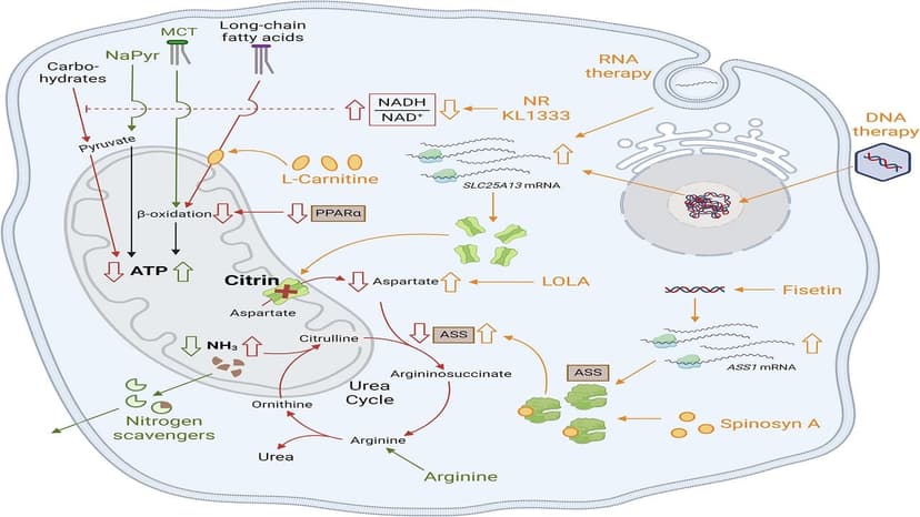 Rối loạn chuyển hóa citrin là gì? Có nguy hiểm không?