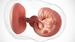 Thông tin về sự phát triển của thai nhi 6 tuần tuổi