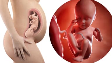 Sự phát triển của thai nhi tuần 35