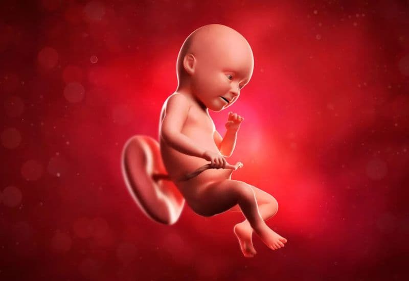 sự phát triển của thai nhi 34 tuần tuổi