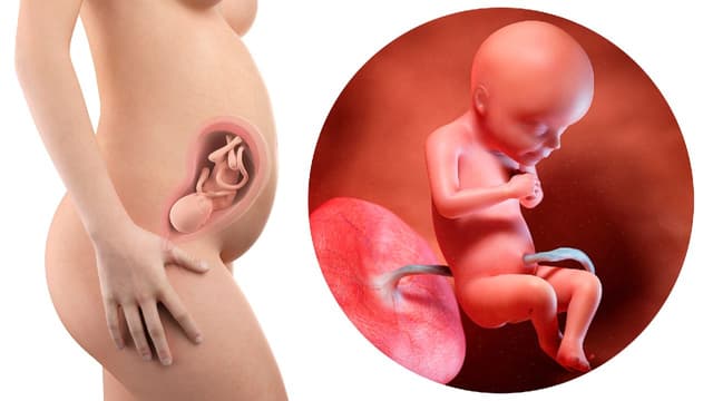 Thai nhi 25 tuần tuổi phát triển như thế nào trong bụng mẹ?