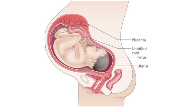 Sự phát triển của thai nhi 34 tuần tuổi: Những cột mốc quan trọng
