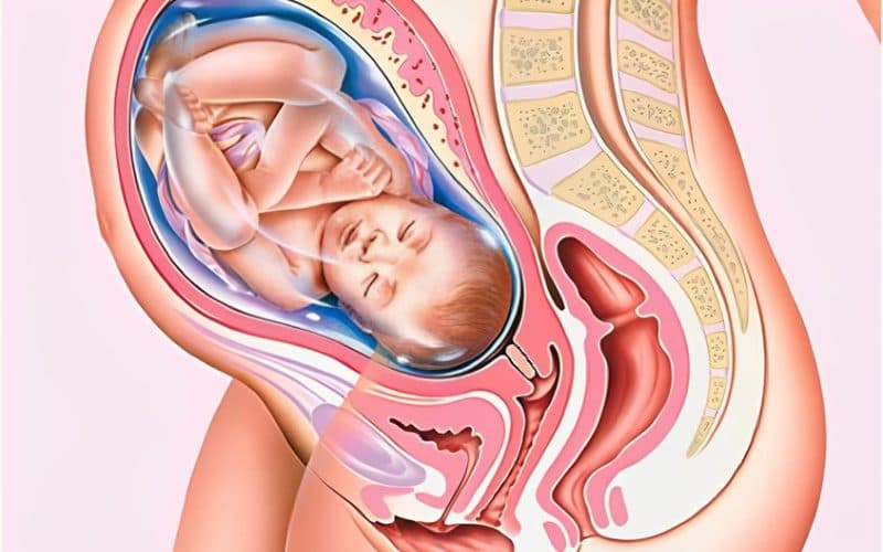 thai nhi 38 tuần phát triển như thế nào