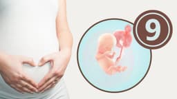 Thai nhi 9 tuần phát triển như thế nào?