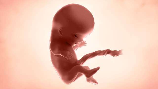 Thai nhi 11 tuần tuổi phát triển như thế nào?