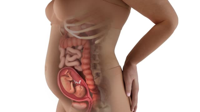 Giải đáp:Thai nhi 19 tuần tuổi phát triển như thế nào?