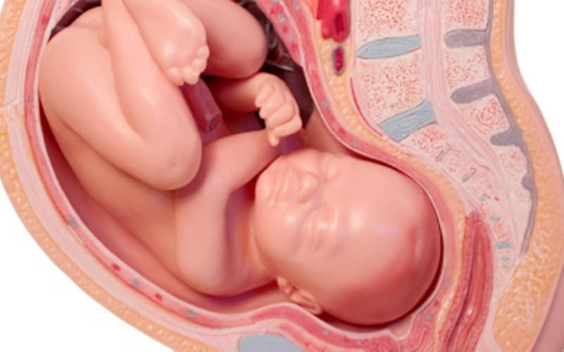 thai nhi 36 tuần phát triển như thế nào