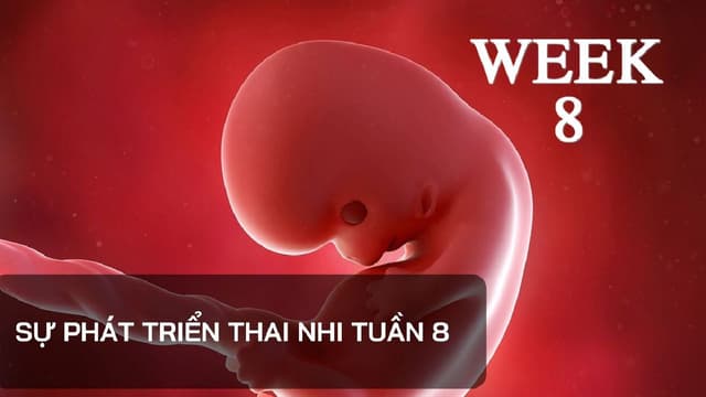 Thai nhi 8 tuần tuổi phát triển như thế nào và những điều mẹ cần nhớ