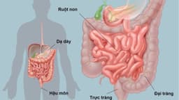 Thế nào là chuyển hóa năng lượng và trao đổi chất trong cơ thể?