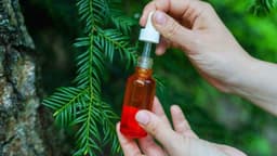 Tinh dầu thông đỏ có tác dụng gì?