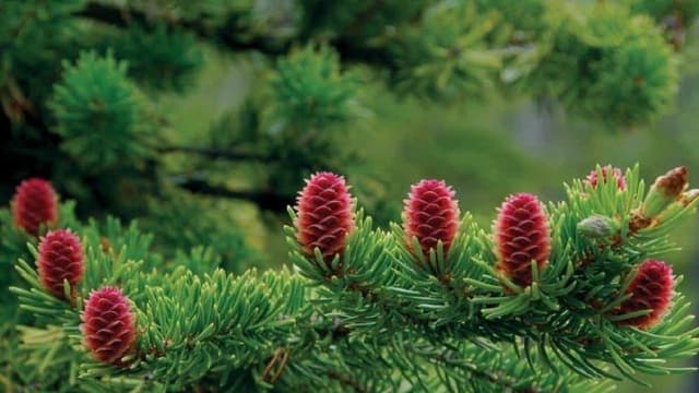 Uống tinh dầu thông đỏ có giảm cân không?