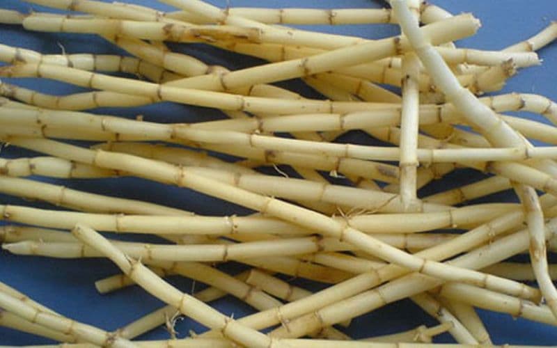 viêm bàng quang uống lá gì