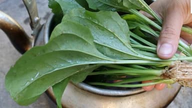 Viêm bàng quang uống lá gì nhanh khỏi?