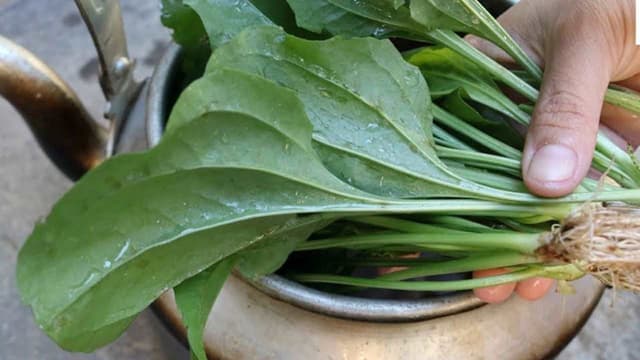 Viêm bàng quang uống lá gì nhanh khỏi?