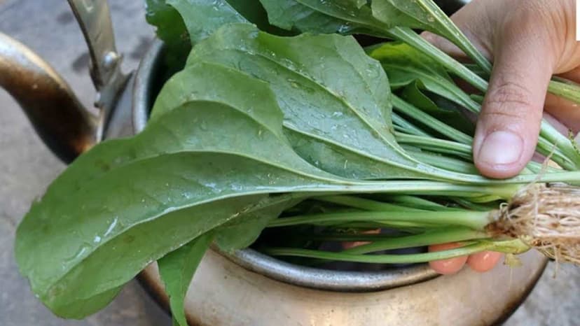 Viêm bàng quang uống lá gì nhanh khỏi?