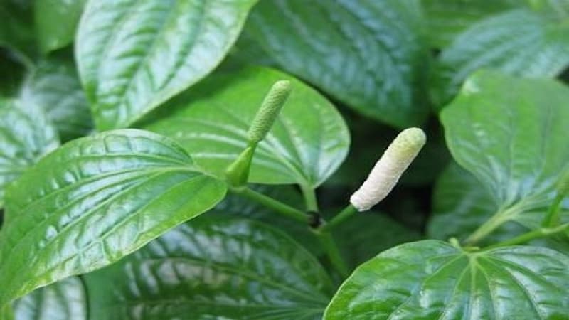 chữa viêm chân răng bằng lá lốt