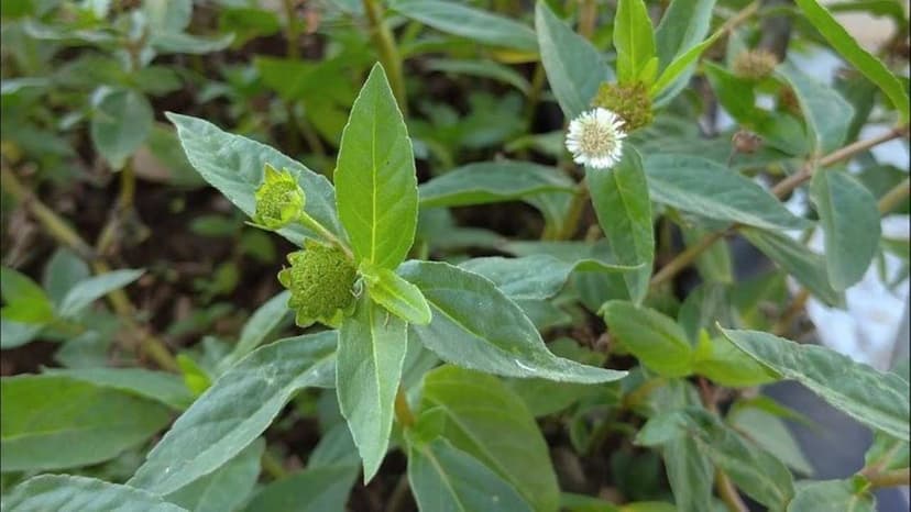 Cây thuốc nam chữa viêm chân răng