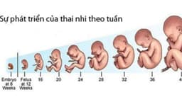 Bảng chiều dài thai nhi theo tuần