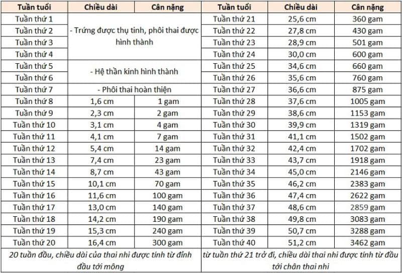 chiều dài thai nhi theo tuần