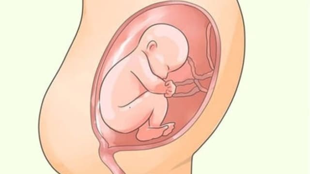 Chiều dài xương đùi của thai nhi 36 tuần