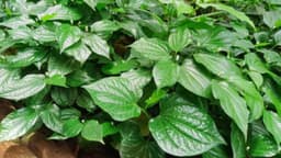 Có thể chữa viêm chân răng bằng lá lốt?