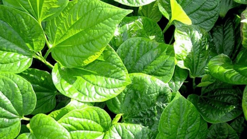 cây thuốc nam chữa viêm chân răng