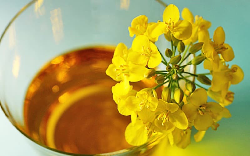 dầu hạt cải có tốt không